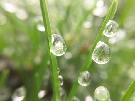 ijsdruppels op het gras.