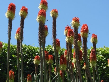 vreemde planten....jpg