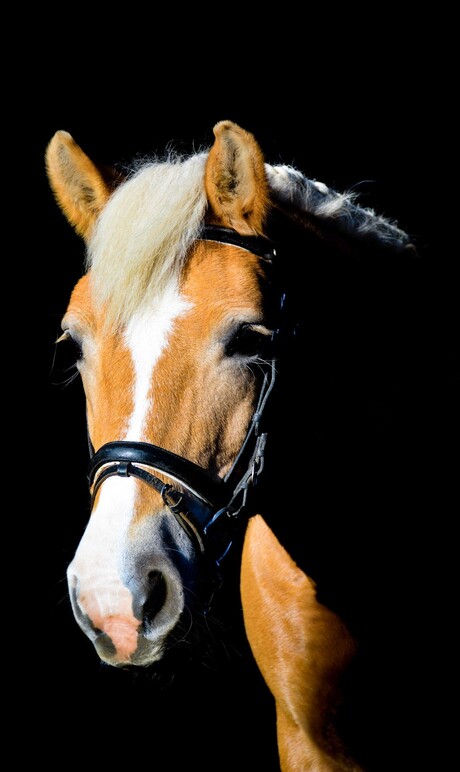 Paard/blackfoto