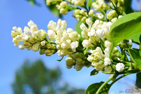 Witte Sering