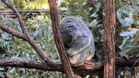 Australia Zoo (Steve Erwin Zoo)