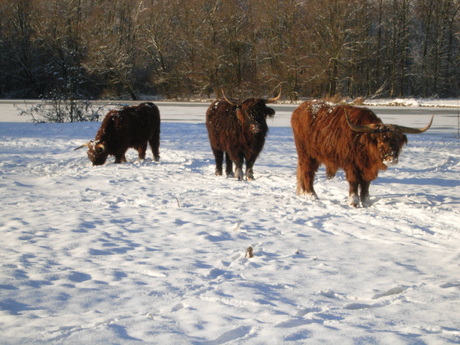 schotse hooglanders