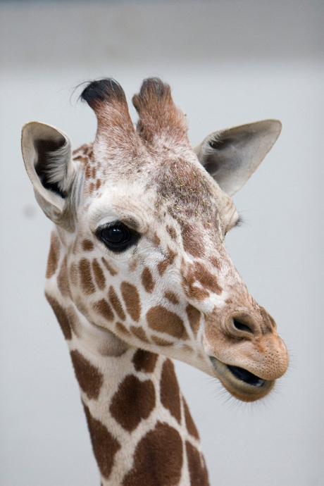 giraffe, dieren