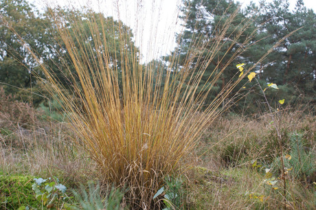 Gras in Herfsttooi