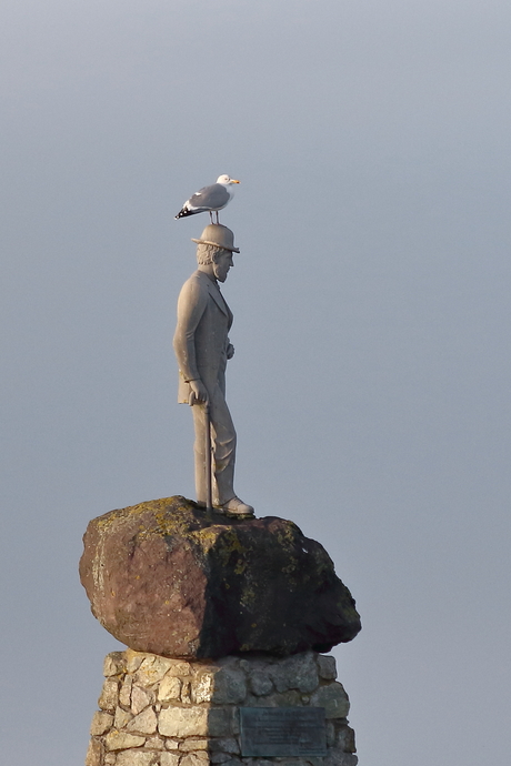 Zilvermeeuw in / op beeld