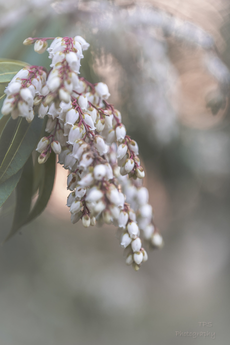 Pieris