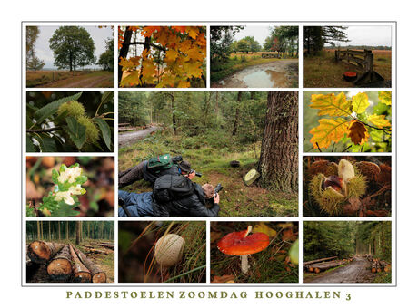 Paddestoelen Zoomdag Hooghalen 3