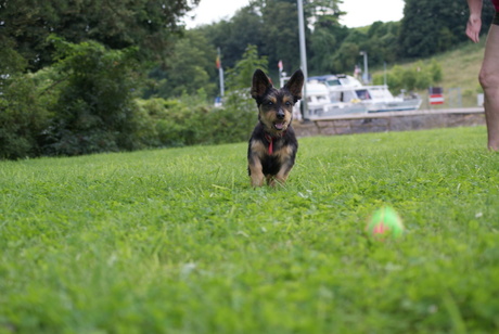 Frutsel and his ball