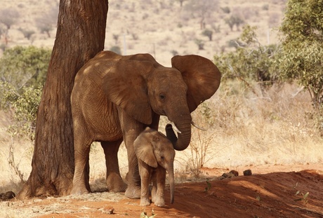 Moeder olifant met kind