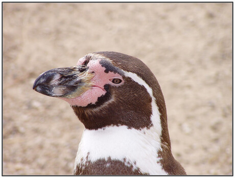 IJSKOUD!!! de pinguin