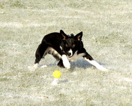 Rex in actie in de sneeuw