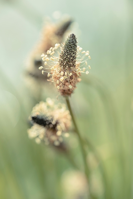 Plantago