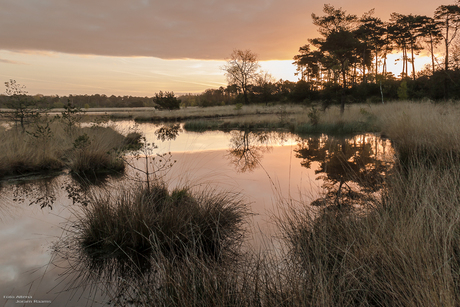 Kampina