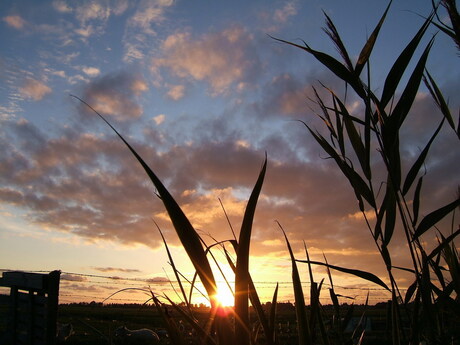 Avondrood