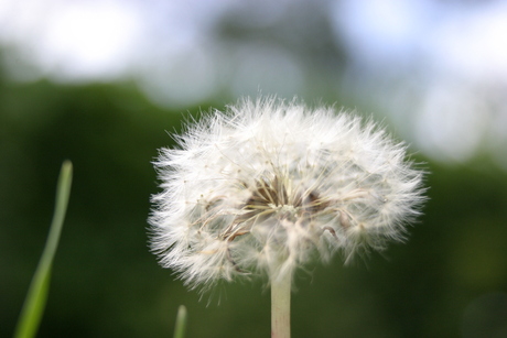 Paardenbloem