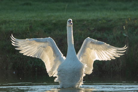 Zwaan met tegenlicht