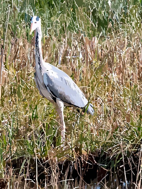 025. Blauwe reiger