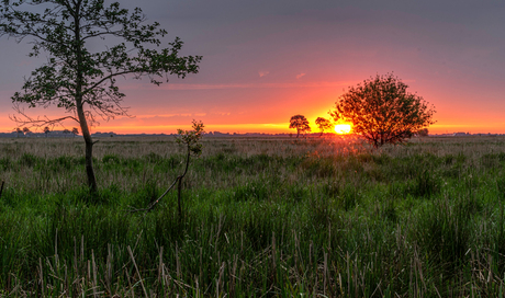 Beerta, natuurgebied De Tjamme, ochtendstond 2020 05 22