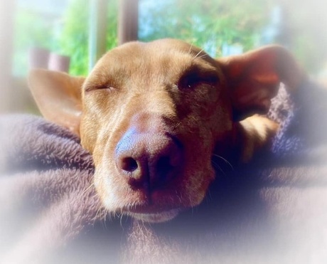 Sleepy Podenco