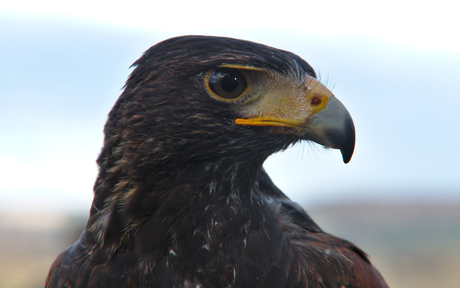 Woestijnbuizerd