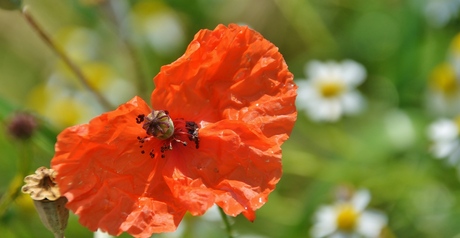 zo rood als..