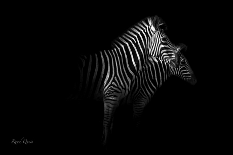 Black and white stripes