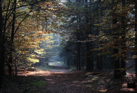 Boswachterij Exloo in Drenthe