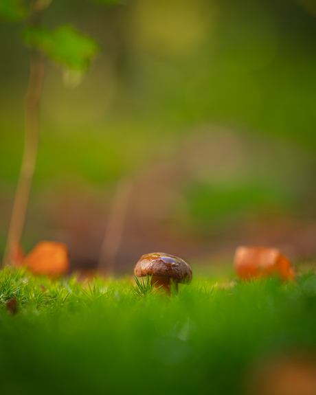 De kleine bewoner van het woud