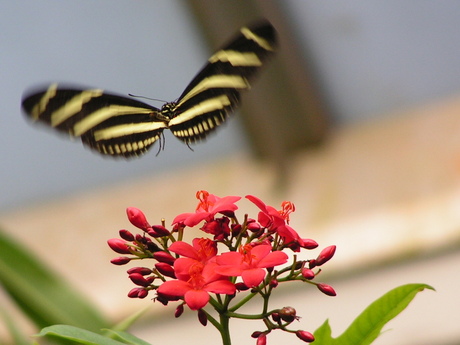 vlinder tuin