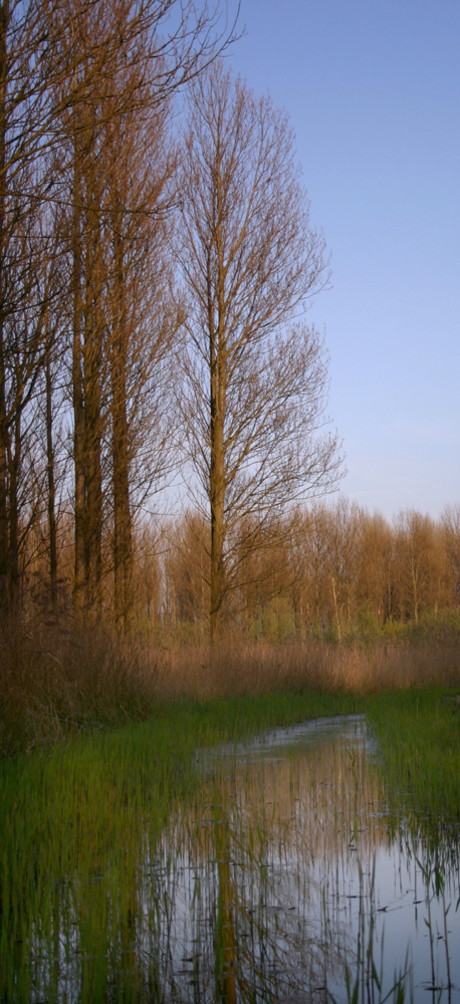 Het Prielenbos bij Zoetermeer.