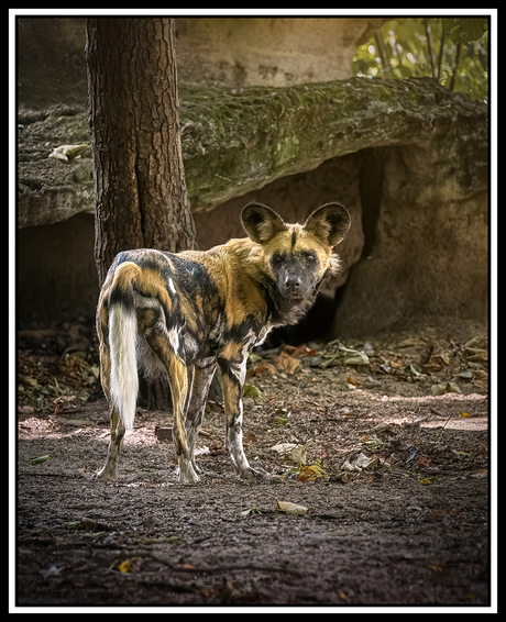 Afrikaanse wilde hond