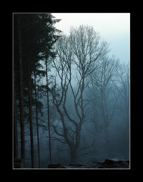 Opkomende mist