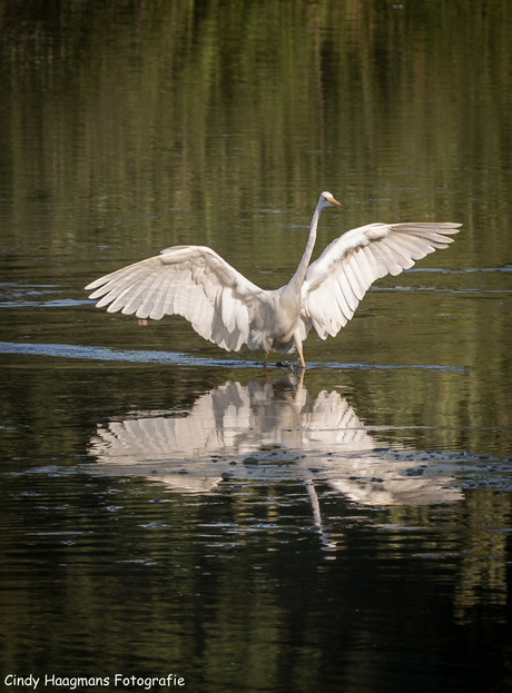 Dansend over het water