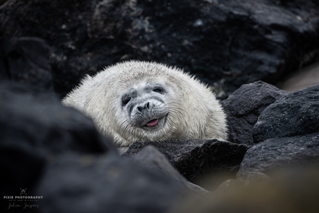 Zeehonden spotten in Helgoland