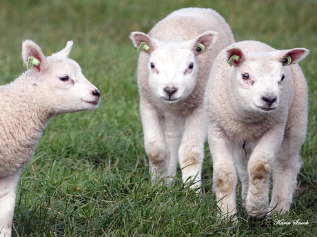 "Triple cuteness..."