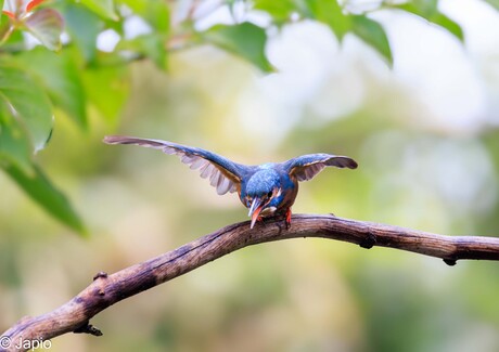 IJsvogel in de startblokken.