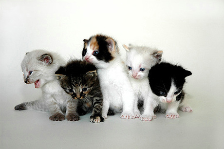 Kittens2