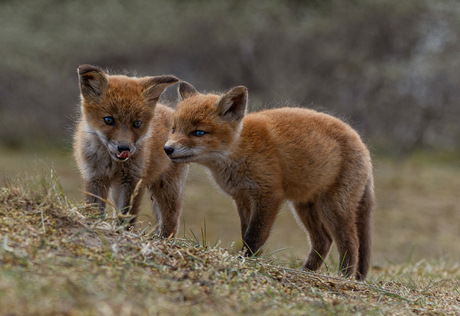 Jonge vosjes in de duinen.