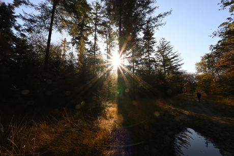 Veluwe 