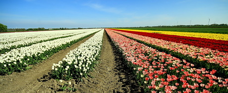 kleurrijke velden