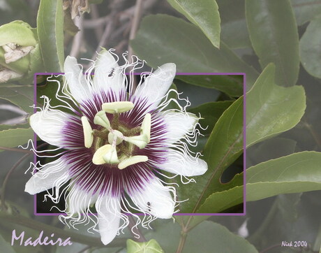 Bloemen Madeira