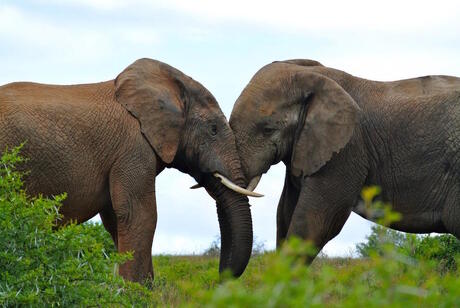 Olifanten liefde