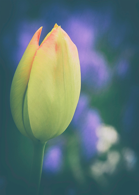 Tulp