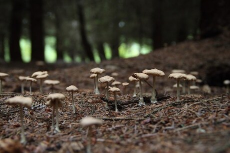 Paddestoelen in de schaduw van een dennenbos