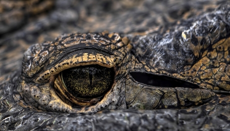 Croc eye