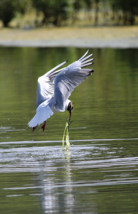 Vogel reservaat Grand Laviers