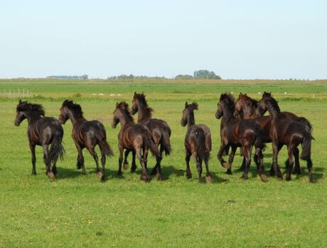 friese paarden