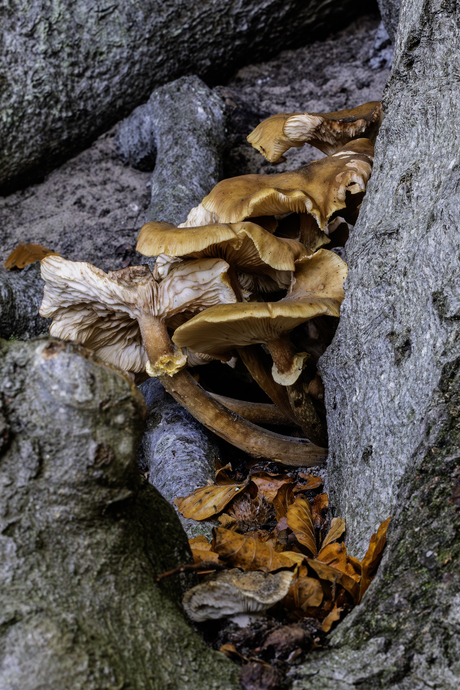 verwaaide paddenstoelen