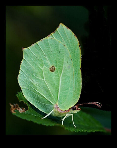 Citroenvlinder