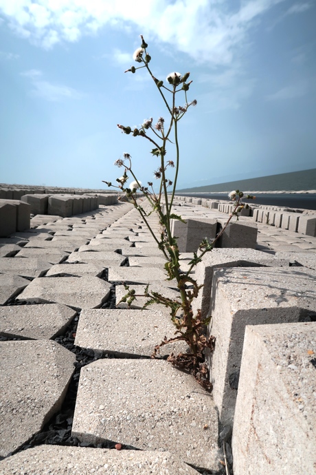 nieuw plantenleven op de nieuwe afsluitdijk 